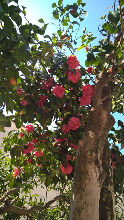 B&B Otium Πομπηία Εξωτερικό φωτογραφία
